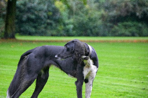 Hundewiese Eickhorst